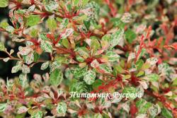 Барбарис Тунберга "Silver Beauty" (Berberis Thunbergii)