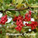 Барбарис Тунберга "Atropurpurea Nana" (Berberis Thunbergii)