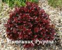 Барбарис Тунберга "Atropurpurea Nana" (Berberis Thunbergii)