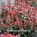 Барбарис Тунберга "Bagatelle" (Berberis Thunbergii)