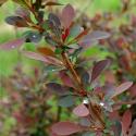 Барбарис оттавский  "Аурикома" (Berberis ottawensis "Auricoma")