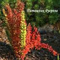 Барбарис Тунберга "Erecta" (Berberis Thunbergii)