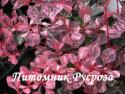 Барбарис Тунберга "Pink Queen" (Berberis Thunbergii)