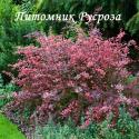 Барбарис Тунберга "Rose Glow" (Berberis Thunbergii)