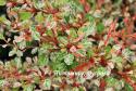 Барбарис Тунберга "Silver Beauty" (Berberis Thunbergii)