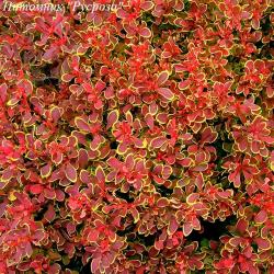 Барбарис Тунберга "Golden Rubi"