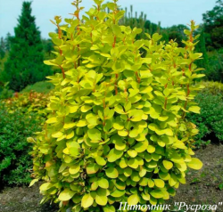 Барбарис Тунберга "Мария"