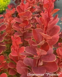 Барбарис Тунберга "Neon"