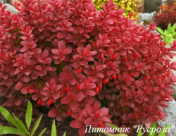 Барбарис Тунберга "Red Compact"