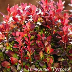 Барбарис Тунберга "Lutin Rouge"