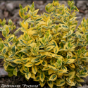 Бересклет Форчуна "Emerald Gold"
