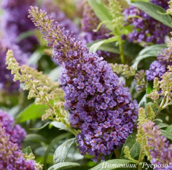 Буддлея Давида "Little Lila"