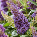 Буддлея Давида "Little Lila"