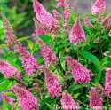 Буддлея Давида "Little Pink"