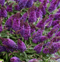 Буддлея Давида "Little Purple"