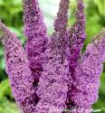 Буддлея Давида "Pink Delight"