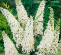 Буддлея Давида "White Profusion"