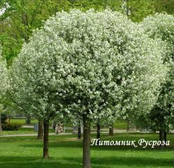 Вишня шаровидная "Умбракулифера" (Prunus cerasus Umbraculifera)