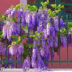 Глициния обильноцветущая "Домино"
