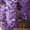 Глициния обильноцветущая "Домино"