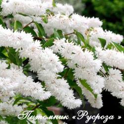 Дейция шершавая (Deutzia scabra)