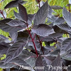 Дерен белый "Nightfall"