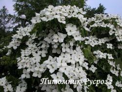 Дерен китайский (Cornus kousa chinensis)