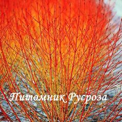 Дерен кроваво-красный "Winter Orange" (Cornus sanguinea "Winter Orange")