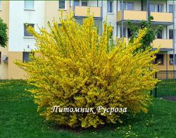 Форзиция средняя "Голдзаубер" (Forsythia intermedia "Goldzauber")