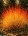 Дерен кроваво-красный "Anny's Winter Orange"