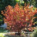 Дерен белый Sibirica (Cornus alba Sibirica)