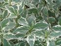 Дерен отпрысковый "White Gold" (Cornus stolonifera)