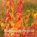 Дерен кроваво-красный "Magic Flame" (Cornus sanguinea)