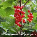 Смородина альпийская (Ribes alpinum)