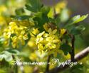 Смородина золотистая (Ribes aureum)