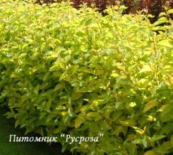 Дерен белый aurea (Cornus alba aurea)