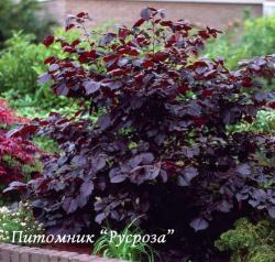 Лещина крупная "Пурпурная" (Corylus maxima "Purpurea")