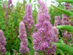 Спирея Дугласа (Spiraea douglasii)