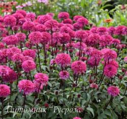 Эхинацея пурпурная "Blackberry Truffle" (Echinacea purpurea)