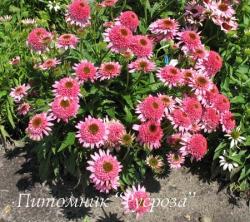 Эхинацея пурпурная "Butterfly Kisses" (Echinacea purpurea)