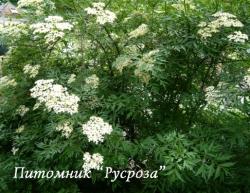 Бузина черная "Лациниата" (Sambucus nigra "Laciniata")