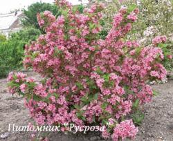 Вейгела "Штириака" (Weigelia "Styriaca")