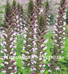 Акант венгерский "White Lips" (Acanthus hungaricus)