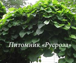 Аристолохия (Aristolochia)