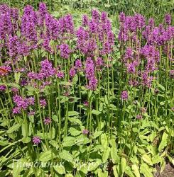 Чистец монье "Hummelo" (Stachys monieri)