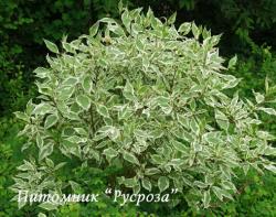 Дерен белый "Elegantissima" (Cornus alba "Elegantissima")