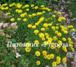 Девясил мечелистный (Inula ensifolia)