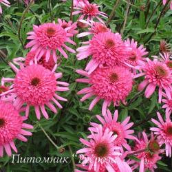 Эхинацея пурпурная "Southern Belle" (Echinacea purpurea)