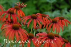 Эхинацея "Tomatosoup" (Echinacea purpurea)