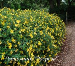 Зверобой кустарниковый "Хидкоут" (Hypericum "Hidcote")